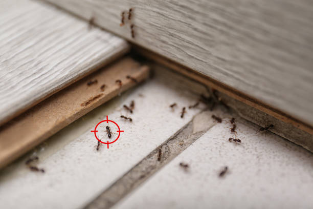 Best Affordable Pest Control Services  in Fennimore, WI