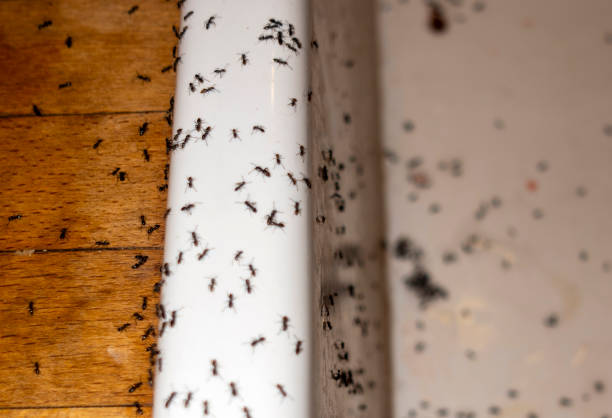 Best Pest Control Near Me in Fennimore, WI