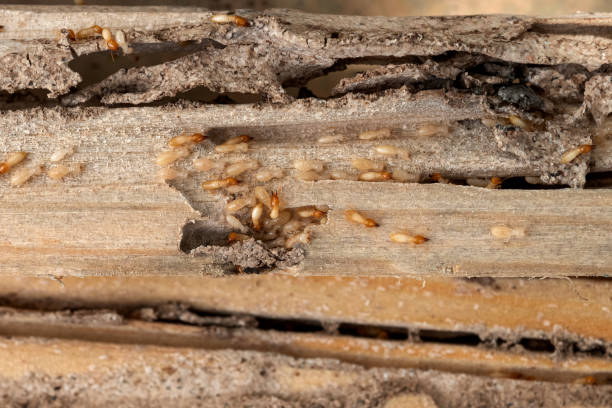 Best Local Pest Control Services  in Fennimore, WI